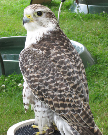 Julie also caught this falcon at rest.