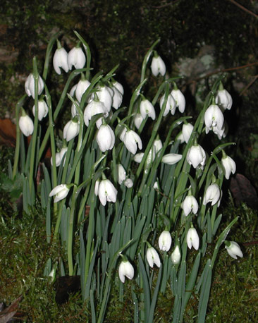 Snowdrops