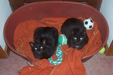 Brodgar telling me off and King Tut being his usual cheerful self.