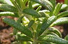 Rosemary