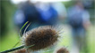 Teasel heads
