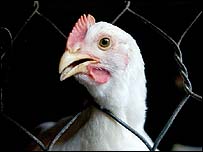 Drůbež (ilustrační foto)