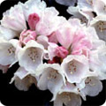 Rhododendron