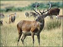 Deer in the countryside