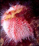 Sea Urchin (Steve Trewhella)