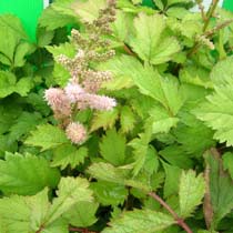 Astile chinensis var.pumila