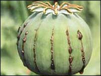 مزارع خشخاش در افغانستان (آرشیو)