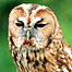 Tawny Owll