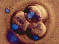 سلولهای جنينی شبيه سازی شده