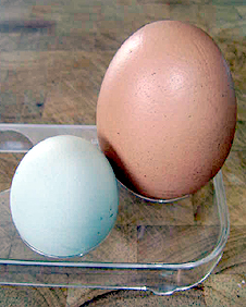 big_egg.jpg