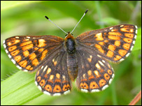 Duke of Burgundy butterfly. Photo: Sam Ellis