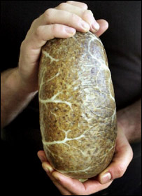 haggis