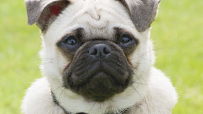 Eddie: Over The Rainbow Toto