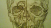 Da Vinci skull...