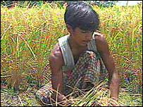 A rice farmer in Bangladesh