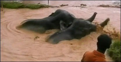 Elefantes em buraco em Satuli, Índia