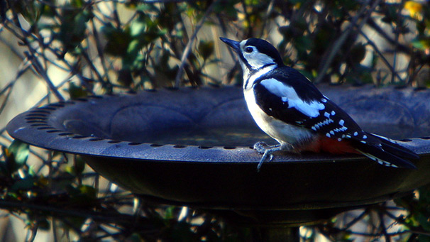 Jim Crichton noticed this female woodpecker in his garden having a drink and just managed to get this shot before she flew off!
