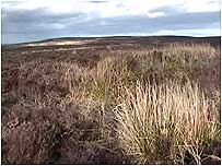Ruabon Moor