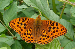 The High Brown Fritillary