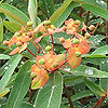 Euphorbia griffithii 'Fireglow'