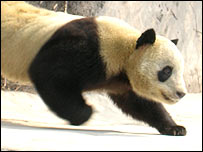 Nui Nui and her missing front paw