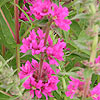 Lythrum salicaria