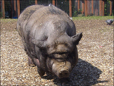 pot-bellied-pig.jpg