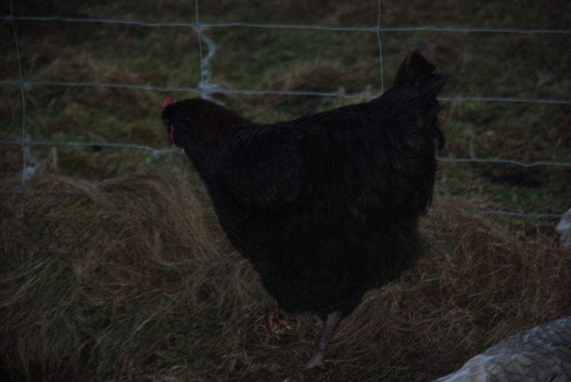 What ya mean that maran packs more in his tail feathers than I have in my comb ! 