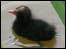 Baby duck