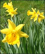 The daffodils are blooming.