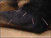 Dog with acupuncture