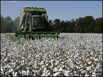 Plantação de algodão