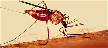 د ملاريا مياشه