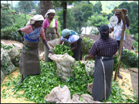 Plantation workers in Sri Lanka