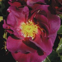 Rosa 'Wild Rover'