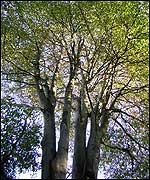 The UK has thousands of ancient trees 