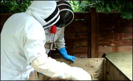 June in Brolly's Garden 