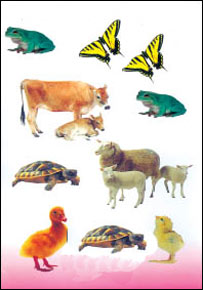 جمع اشيای همجنس