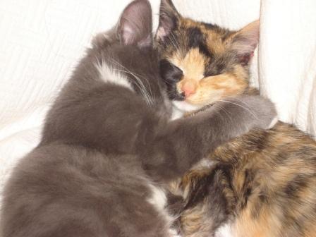 Kittens, about 3 months