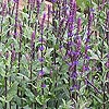 Salvia nemorosa 'Caradonna'