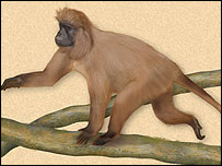 بندروں کی نئی قسم