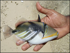 fish226.jpg