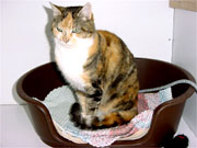 Josie has been at the Shelter for quite a while due to her age but deserves a new home