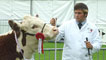 Day 2 - A winning Hereford cow and her handler.