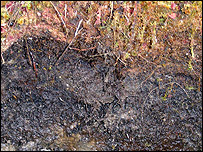 Baktérie v trvale zmrzlé půdě jsou ve stavu nečinnosti