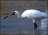 Colhereiro (Foto: Martin Hale)