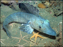 Блакитна риба