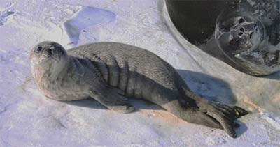 Weddell seal pup and mum