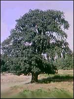 Mature Oak tree