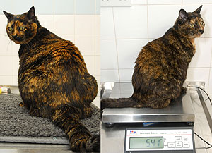 Amber, a cat that has been on a diet
